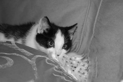 Close-up portrait of cat on bed at home