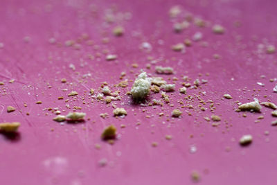 Close-up of water drops on pink flower