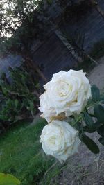 Close-up of white rose blooming outdoors