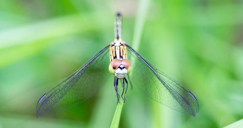 Close-up of dragonfly