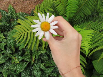 High angle view of hand holding flower against plants