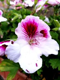 Close-up of pink flower blooming outdoors