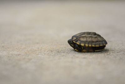 Young turtle on sand at beach 