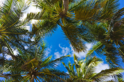 Low angle view of palm trees against sky