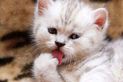 Fluffy kitten licks paw pink tongue close-up