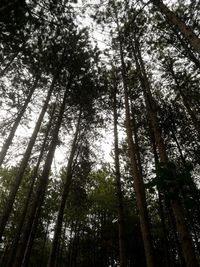 Low angle view of trees in forest