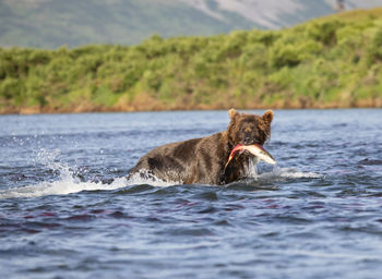 Big brown bear runs in shallow river and caught a king salmon