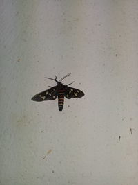 High angle view of butterfly on wall