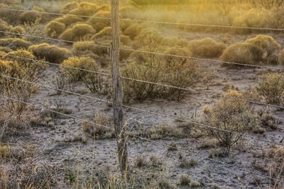 Close-up of horse on field