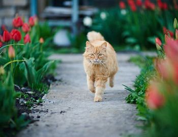 Portrait of tabby cat on plants