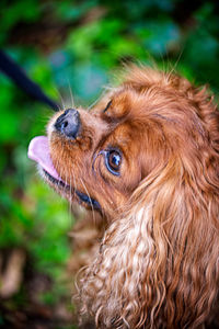 Portrait of a cavalier king charles spaniel dog