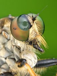 Close up of robberfly with dew