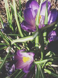 Close-up of purple crocus blooming outdoors