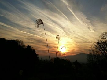 Low angle view of silhouette trees against sky during sunset