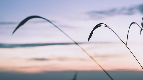 Close-up of water against sky at sunset