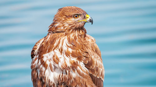 Close-up of a bird