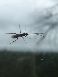 Close-up of insect against sky