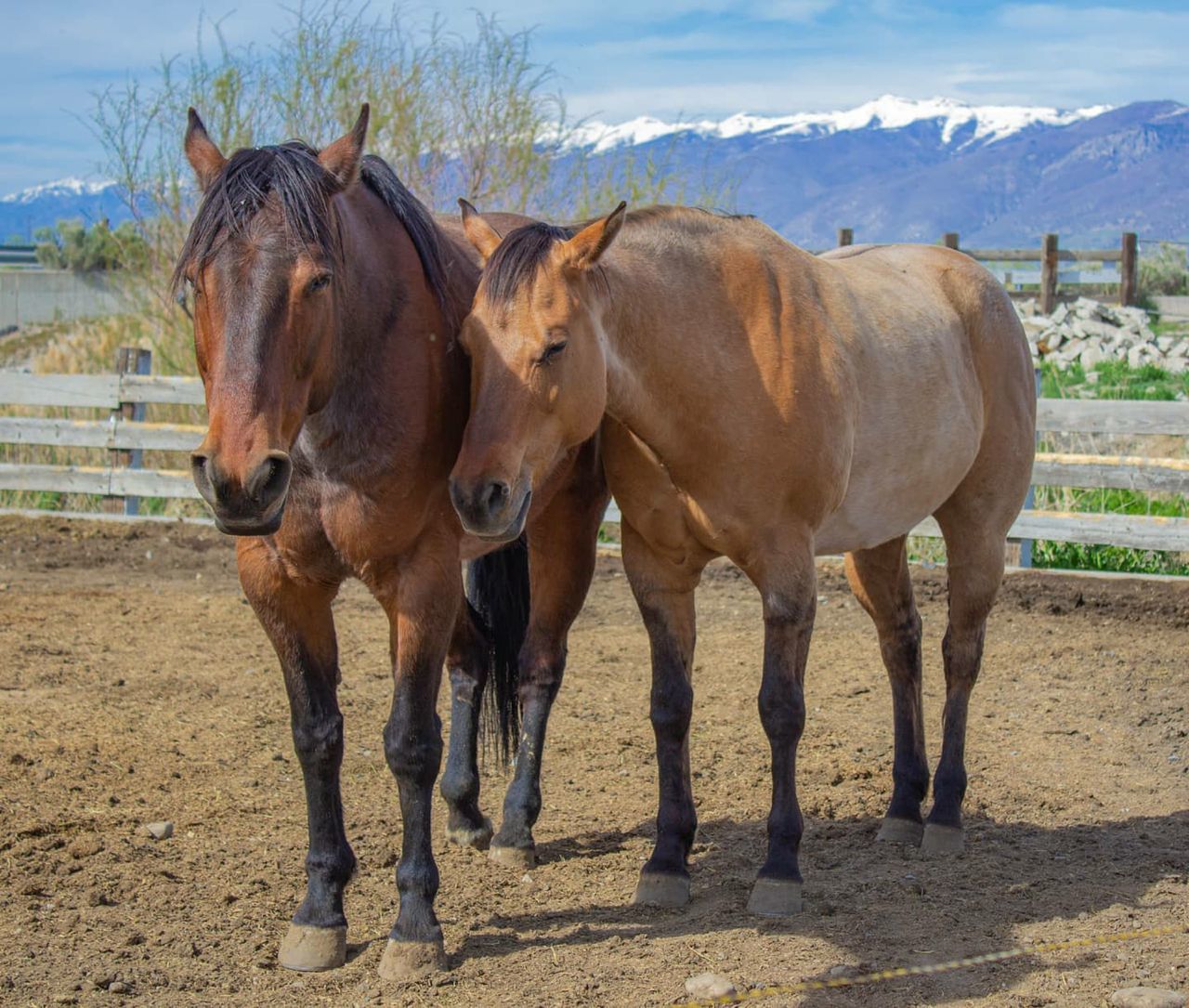 Horses standing in a field