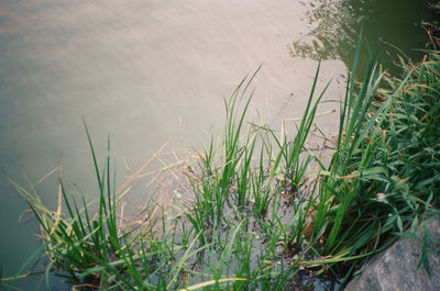 Close-up of grass growing in water