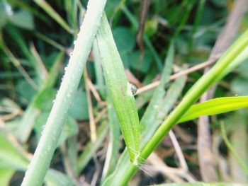 Close-up of insect on plant