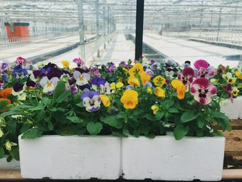 Close-up of purple flowers blooming outdoors