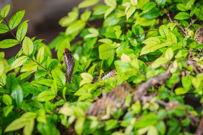 Close-up of insect on plant