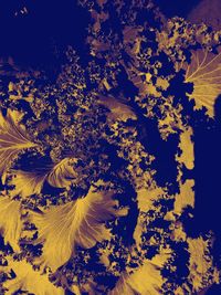 High angle view of yellow flowering plant