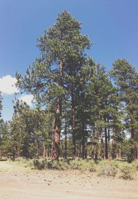 Trees on field against sky