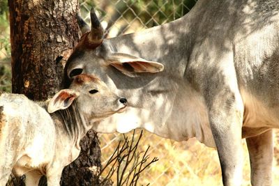 Cow and calf on field