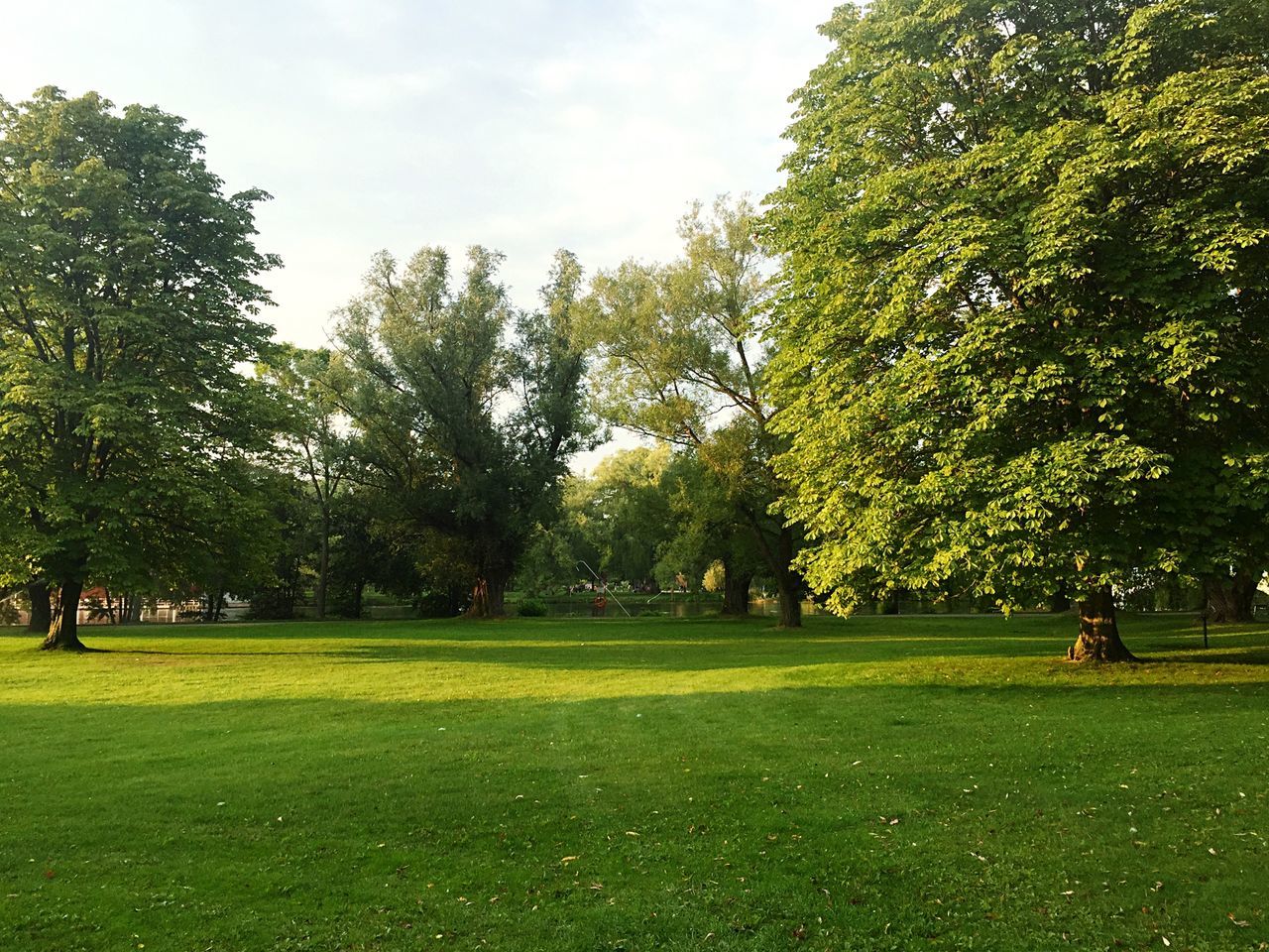 tree, grass, green color, park - man made space, tranquility, sky, growth, tranquil scene, beauty in nature, nature, grassy, scenics, field, park, landscape, lawn, incidental people, outdoors, day