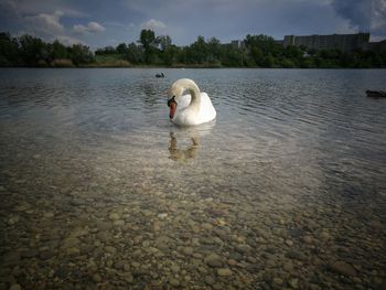 Swan swimming on lake against sky