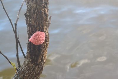 Close-up of dead plant on tree trunk