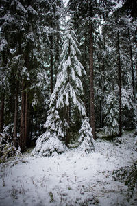 Trees in forest during winter