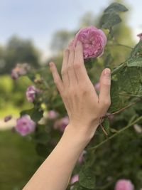 Cropped hand of woman holding fruit