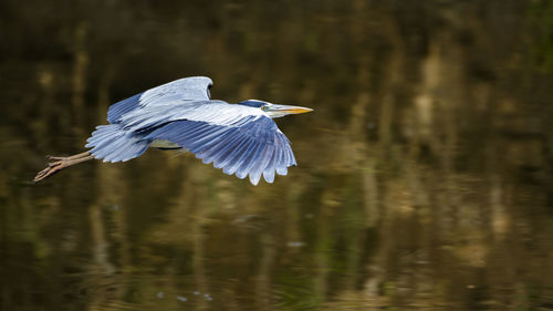 High angle view of gray heron flying over lake