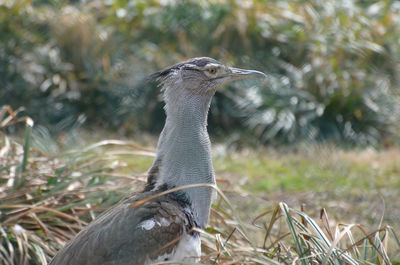 Kori bustard bird walking through tall grasses.