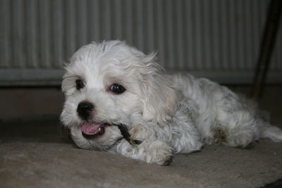 Close-up portrait of dog