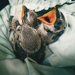 Close-up of a bird