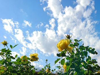 Low angle view of yellow flowers blooming against sky