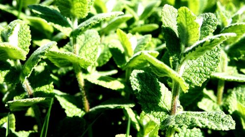 Close-up of green leaves