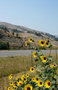 Yellow flowers on field against clear sky