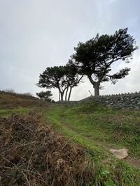 Tree on field against sky