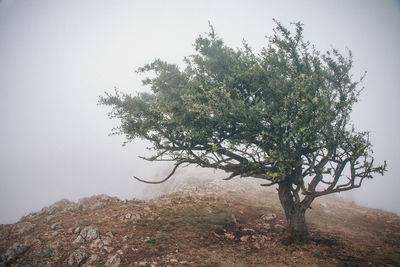 Tree on landscape against sky