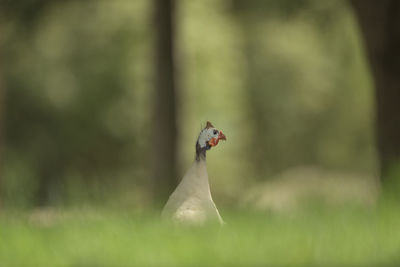 Side view of a bird on a field