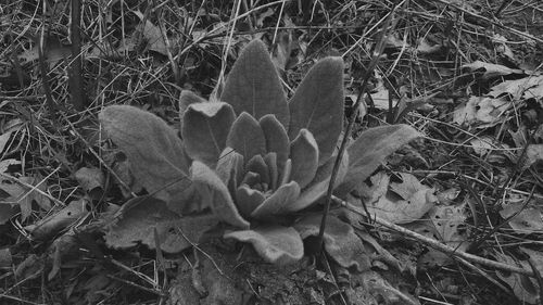 Close-up of cactus