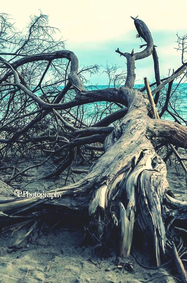 LOW ANGLE VIEW OF TREE TRUNK