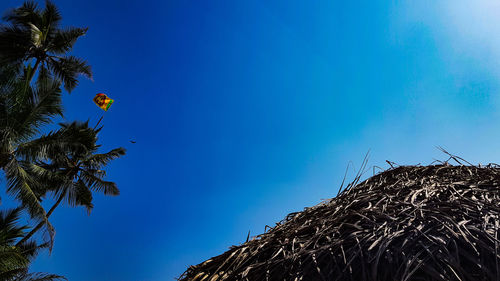 Low angle view of coconut palm tree against blue sky
