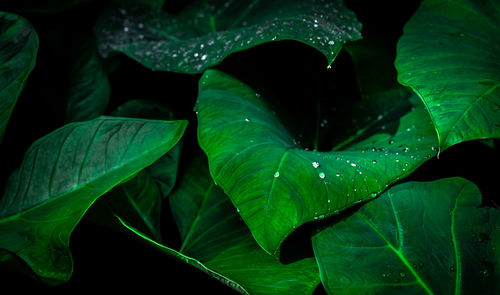 Close-up of raindrops on leaves