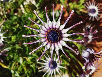 Close-up of purple flower