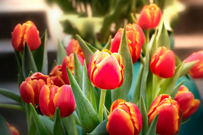 Close-up of red tulips